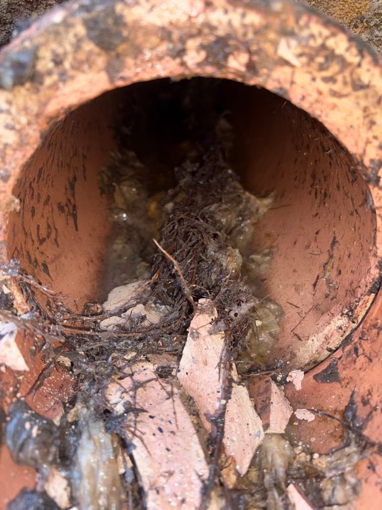Tree roots and broken fragments obstructing an old clay drainage pipe in Manly, Sydney.