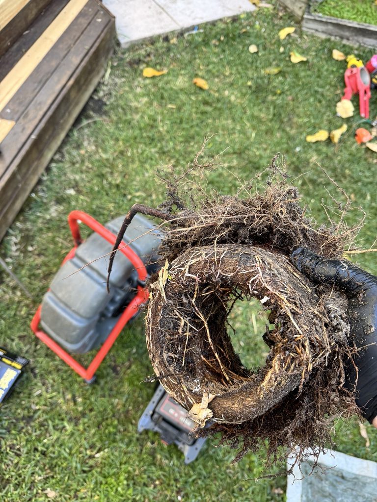 Blocked drain from tree roots in Freshwater