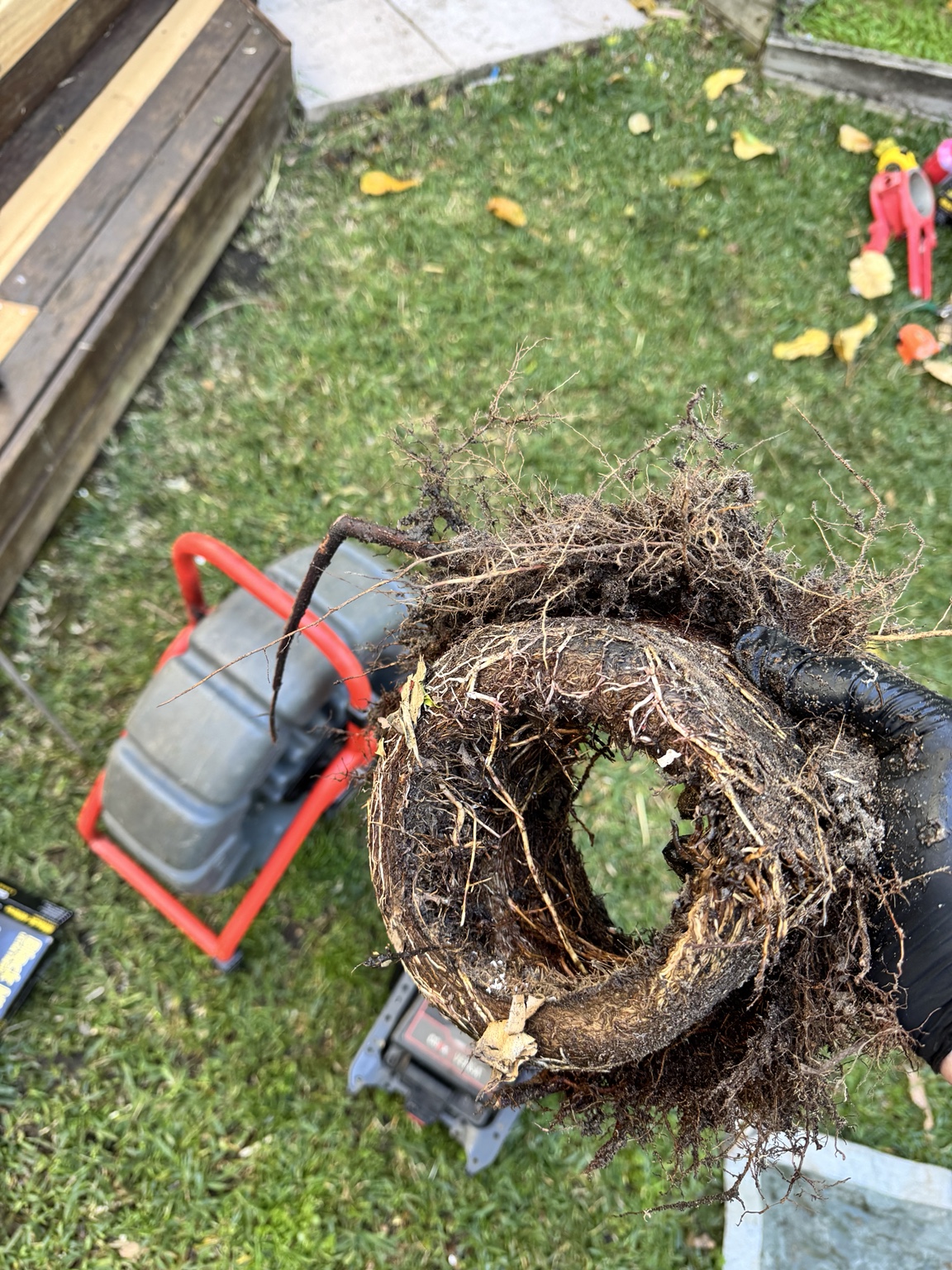 Blocked drain from tree roots in Freshwater